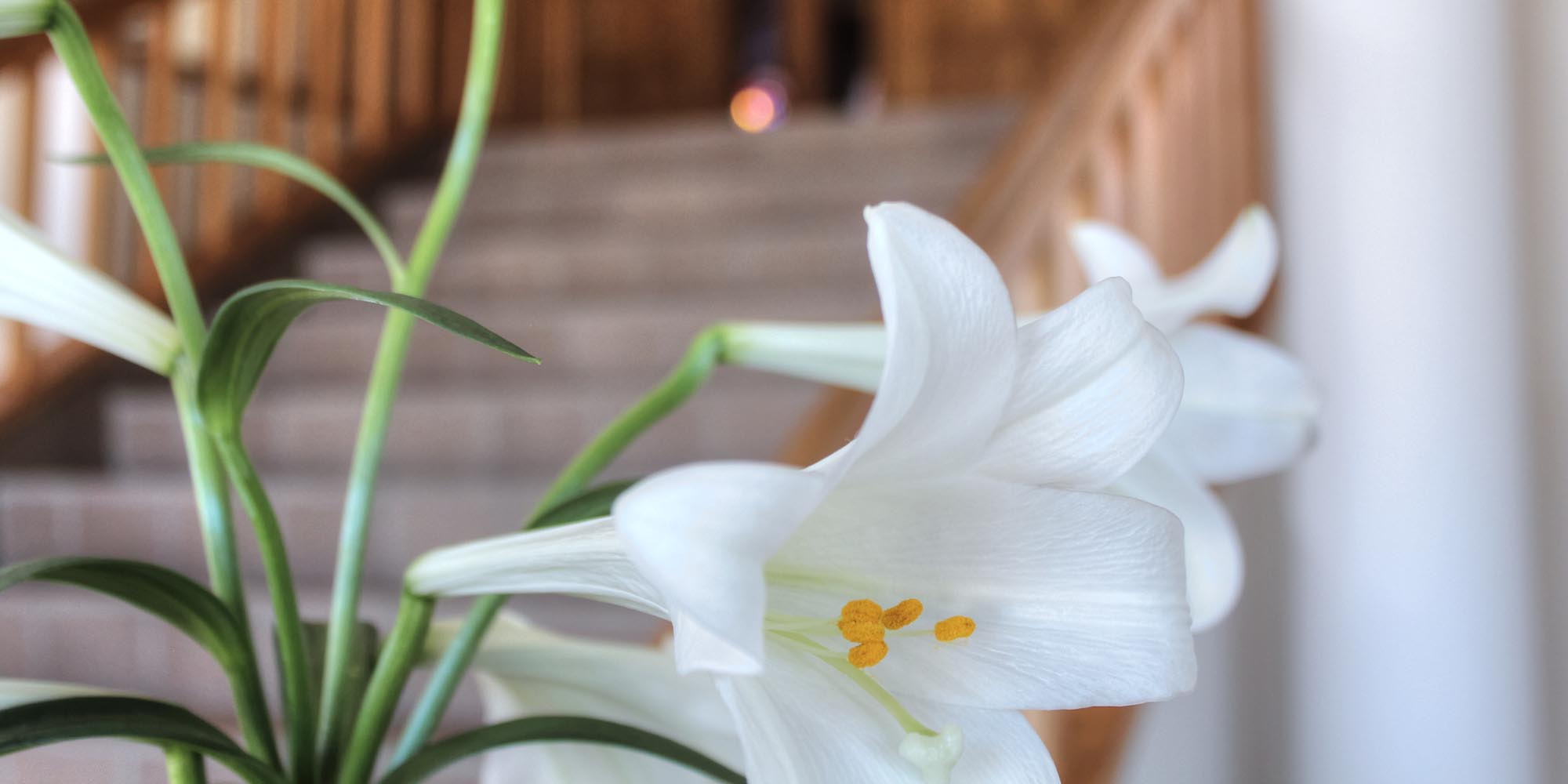 Wedding Website Photo